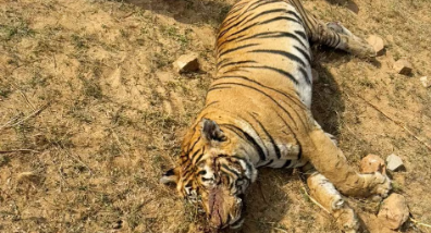 आखिर क्यों नहीं रोक पा रहे वन्य प्राणियों की मौत….? कान्हा में आये दिन हो रही सन्दिग्ध मौत…